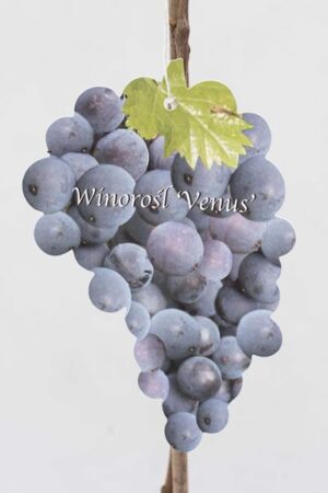 710-01220-Vitis-Venus