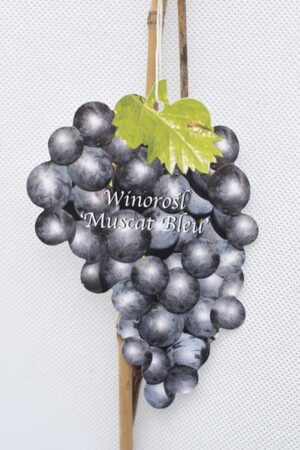 710-01221-Vitis-Muscat-Blen