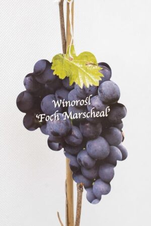 710-01229-Vitis-Foch-Marscheal