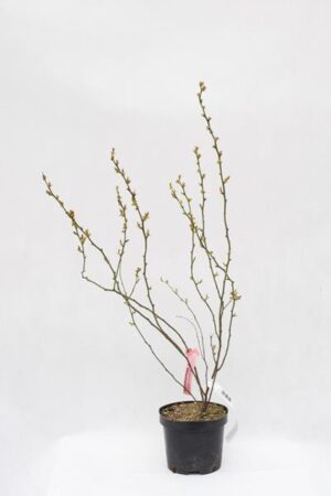 710-03293-Vaccinium-Bluegold-C2