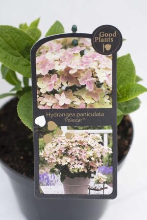 Hortensja bukietowa 'Polestar'