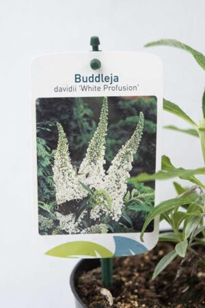 Buddleja davidii 'White Profusion'