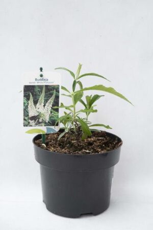 Buddleja davidii 'White Profusion'