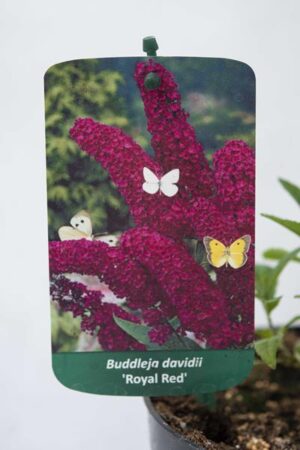 Buddleja davidii 'Royal Red' budleja Davida 'Royal Red'