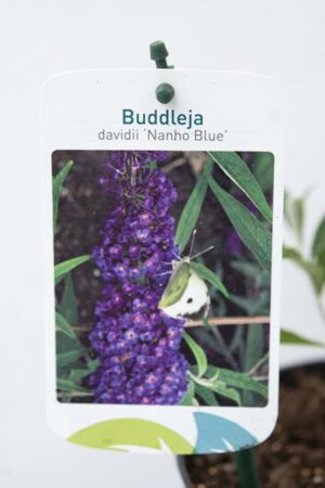 Budleja Dawida 'Nanho Blue'