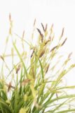 710-07232-Carex-morrowii-Variegata