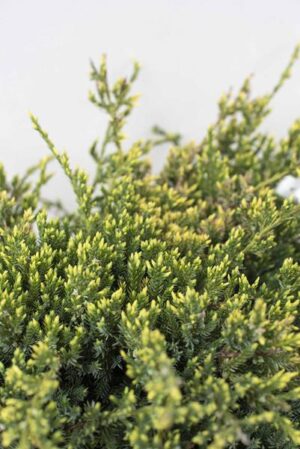 710-07243-Juniperus-squamata-Holger