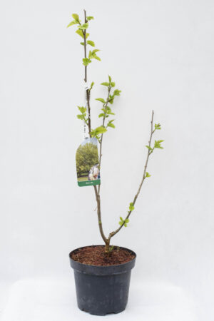 710-07245 Morus alba