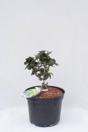 710-07248-Sambucus-nigra-Golden-Tower-Jdeboer001-PBR-C5