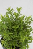 710-07249-Spiraea-japonica-Albiflora