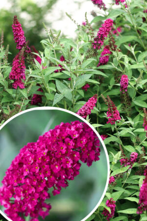 Budleja Dawida 'Royal Red' (łac. Buddleja Davidii 'Royal Red')