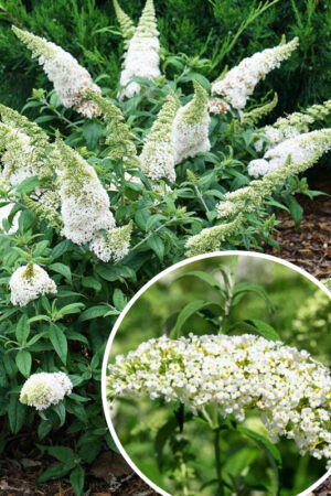 Budleja Dawida 'White profusion' (łac. Buddleja Davidii 'White profusion')