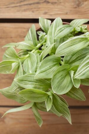 040-00041-TRADESCENTIA-FLUMINENSIS-2