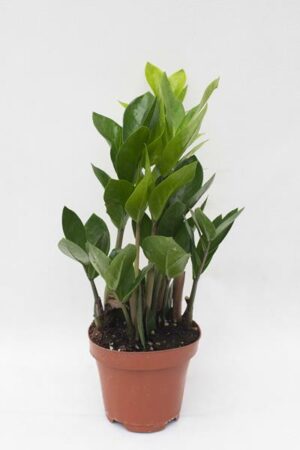 040-00043 ZAMIOCULCAS ZAMIIFOLIA (1)