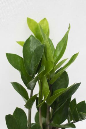040-00043 ZAMIOCULCAS ZAMIIFOLIA (2)