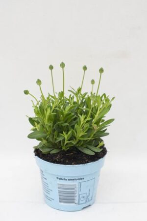 040-04500 FELICIA FELICITARA BLUE H20 P510