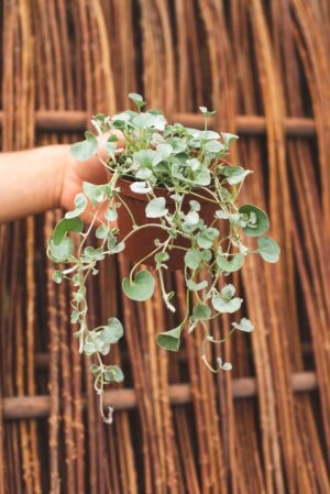 510-00477 Dichondra