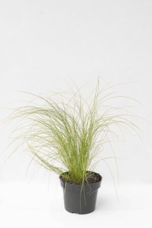 520-00048 STIPA