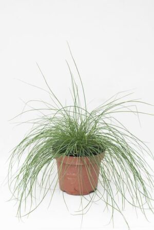 520-00053 FESTUCA