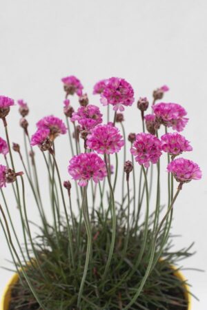 520-13249 ARMERIA 'RUBRIFOLIA' C1,5 (1)