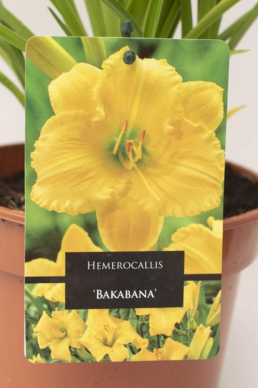 520-13491 Hemerocallis 'Bakabana' C2 (2)