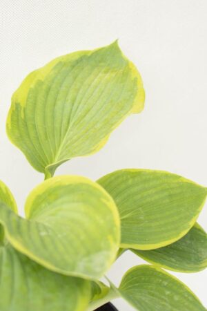 520-13498 Hosta 'Frances Williams' C1,5 (2)