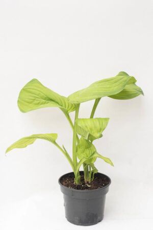 520-13499 Hosta 'Guacamole' C2