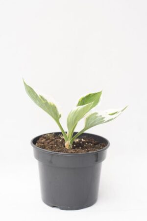 520-13502 Hosta 'Patriot' C2