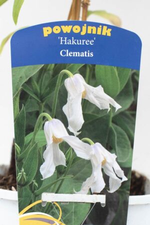 700-00650 Clematis'Hakuree' C2 (2)