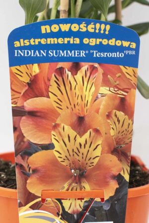 710-00057 Alstroemeria Indian Summer'Tesronto' C2 (1)