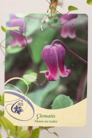710-00103 Clematis'Akane no tsubo' C2 (2)