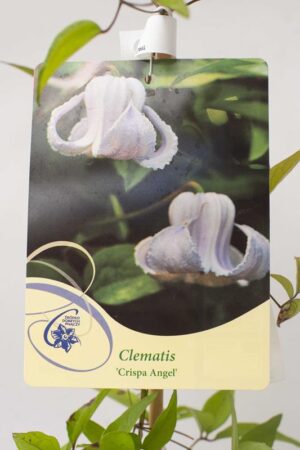 710-00104 Clematis'Crispa Angel' C2 (2)