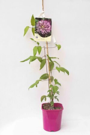 710-00163 Clematis Patricia Ann Fretwell'Pafar' C2