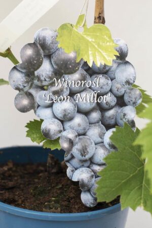 710-01208 Vitis 'Leon Millot' (2)