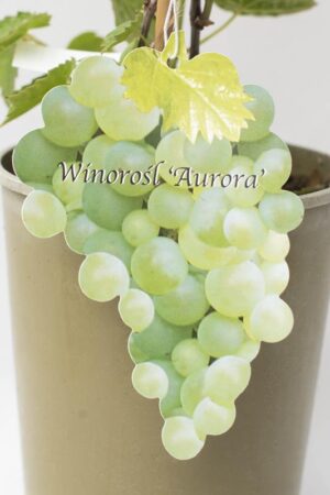 710-01222 Vitis 'Aurora' (2)