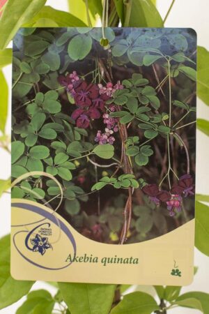 710-03046 Akebia quinata C2 (2)