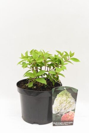 710-04706 Hydrangea pan. 'Mag. Mont Blanc' C3