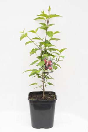 710-04710 Cornus mas C5 (1)