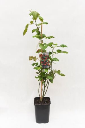 710-04714 Rosa 'Grand Hotel' C6 (1)