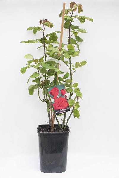710-04715 Rosa multiflora 'Poulman' C6 (1)
