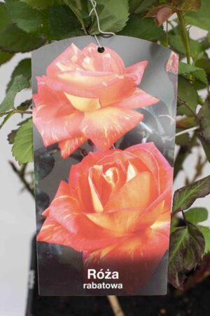 710-04720 Rosa 'Samba' C6 (2)