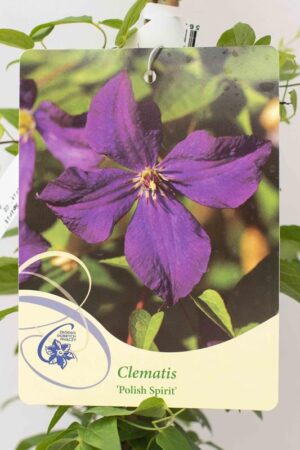 710-11224 Clematis'Polish Spirit' C2 (2)