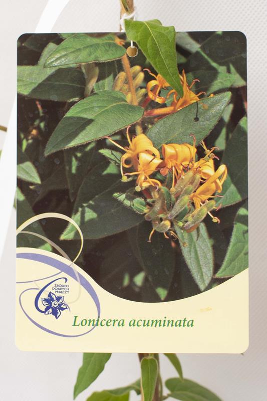 710-16001 Lonicera acuminata C2 (1)