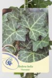 710-16390 Hedera helix'Thornadale' C2 (2)