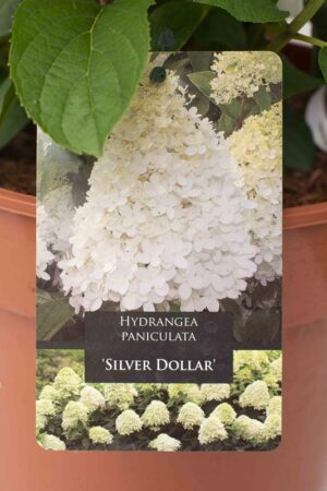 710-22607 Hydrangea paniculata 'Silver dollar' C7,5 (2)