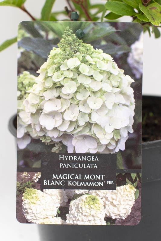 710-22608 Hydrangea paniculata MAGICAL MONT BLANC 'Kolmamon' C2 (2)