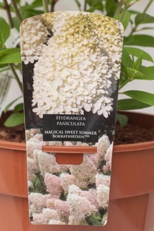 710-22609 Hydrangea paniculata MAGICAL SWEET SUMMER 'Bokrathirteen' PBR C7,5 (2)
