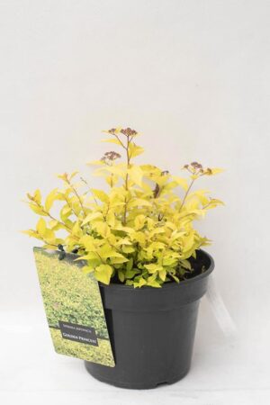 Tawuła Japońska 'Golden Princess' (Łac. Spiraea japonica 'Golden Princess')