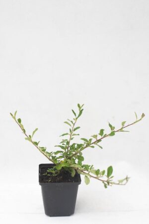 Irga rozesłana 'Eichholz' (Łac. Cotoneaster radicans 'Eichholz')