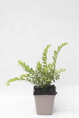 Suchodrzew Chiński 'Moss Green' (Łac. Lonicera pileata 'Moss Green')